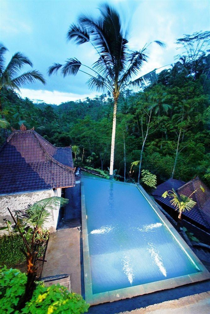 Jungle Holy Water